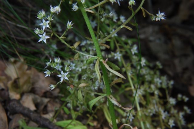 Sedum cepaea